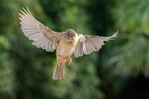 House Sparrow (female) - 2K1A0620 - DxO.jpg