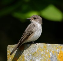 309A7344-DxO_spotted_flycatcher_vs-loc_hili.jpg