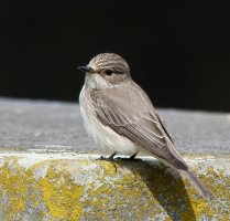 309A7431-DxO_spotted_flycatcher_3-1_40x.jpg