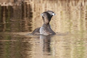 Grebes_5031.JPG