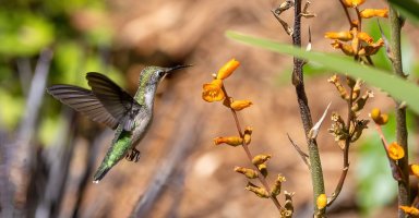 Hummingbirds--4.jpg
