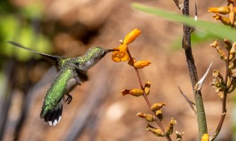 Hummingbirds-2.jpg