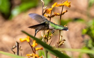 Hummingbirds--2.jpg
