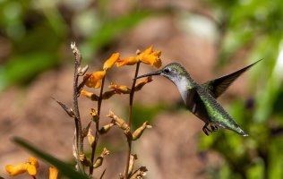 Hummingbirds-.jpg