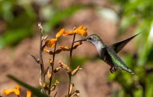 Hummingbirds-.jpg