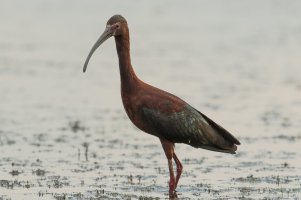 White-faced Ibis (adult-spring) 100.jpg