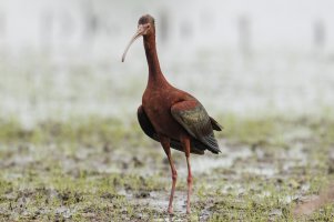 White-faced Ibis (adult-spring) 101.jpg