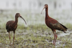 White-faced Ibis (adult-spring) 103.jpg