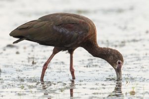 White-faced Ibis (adult-spring) 104.jpg