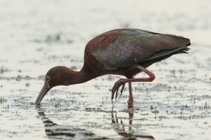 White-faced Ibis (adult-spring) 105.jpg