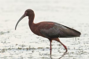 White-faced Ibis (adult-spring) 106.jpg