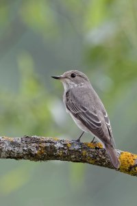 Miscicapa striata-Spotted Flycatcher 1_DxO.jpg