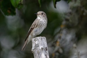 Miscicapa striata-Spotted Flycatcher 3_DxO.jpg