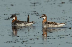 Red-necked Phalarope (adults-spring) 100.jpg