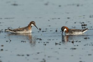 Red-necked Phalarope (adults-spring) 101.jpg