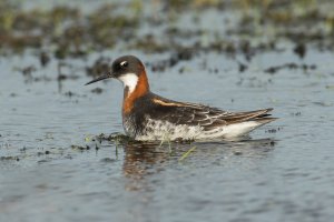 Red-necked Phalarope (female-spring) 100.jpg