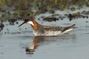 Red-necked Phalarope (female-spring) 101.jpg