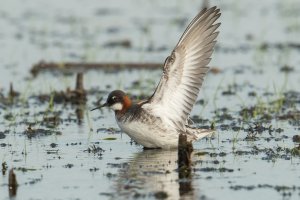 Red-necked Phalarope (female-spring) 106.jpg