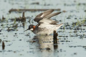 Red-necked Phalarope (female-spring) 108.jpg