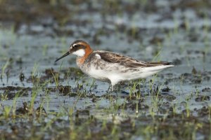 Red-necked Phalarope (male-spring) 102.jpg