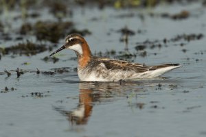 Red-necked Phalarope (male-spring) 105.jpg