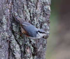 nuthatch_3Q7A1325-DxO_best-sm .jpeg