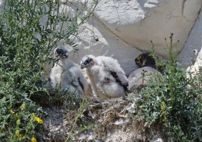 309A8316-DxO_peregrine_falcon_chicks+adult_vvvgSH.jpg