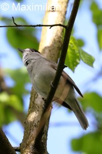 blackcap_1.JPG