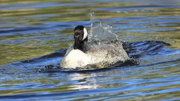 Canada Goose bath_s_1011.JPG