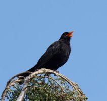 309A8712-DxO_blackbird_serenading_in_1000mm.jpg