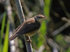 309A9065-DxO_Cetti's_warbler_Best.jpg