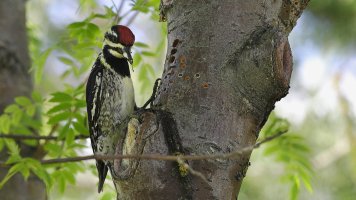 Yellow-bellied Sapsucker F_1D2_5494.JPG