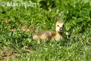 canada_goose_chick_1.JPG