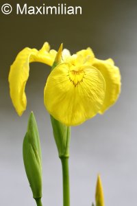iris_pseudacorus_1.JPG
