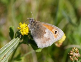 309A9521-DxO_small_heath_butterfly.jpg