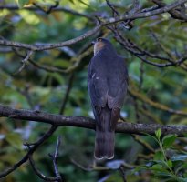 309A9537-DxO_sparrow_hawk_60L.jpg 309A9537-DxO_sparrow_hawk_60L.jpg