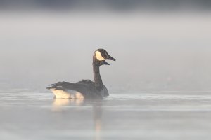 Canada geese-10.jpg