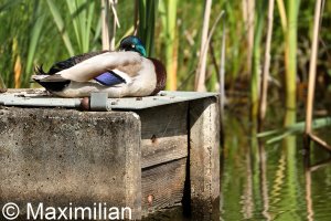 mallard_3.JPG