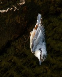 309A9244-DxO_Nuthatch_down_sl.jpg