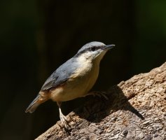 309A9266-DxO_Nuthatch_sl.jpg