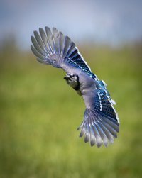 051821-Blue-Jay-02.jpg