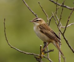 309A9774-DxO_sedge_warbler_cv.jpg