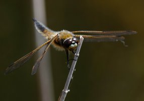309A0006-DxO_4-spot_chaser_dragonfly_face-onLR.jpg