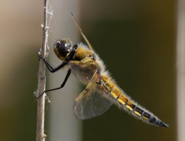 309A0147-DxO_1000mm_4-spot_chaser_dragonfly_side_on.LRjpg.jpg