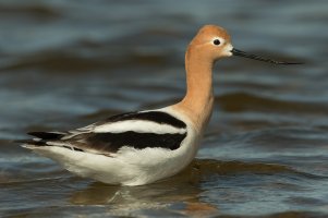 American Avocet (male) 144.jpg