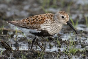 Dunlin (adult-spring) 106.jpg