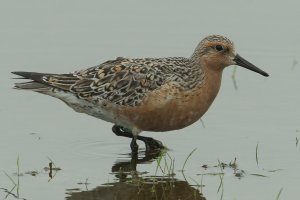 Red Knot (adult-spring) 100.jpg