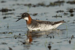 Red-necked Phalarope (female-spring) 102.jpg