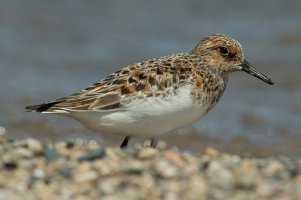 Sanderling (spring) 108.jpg