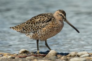 Short-billed Dowitcher (adult-spring) 100.jpg